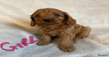 Cavapoo dogs - Advert 7