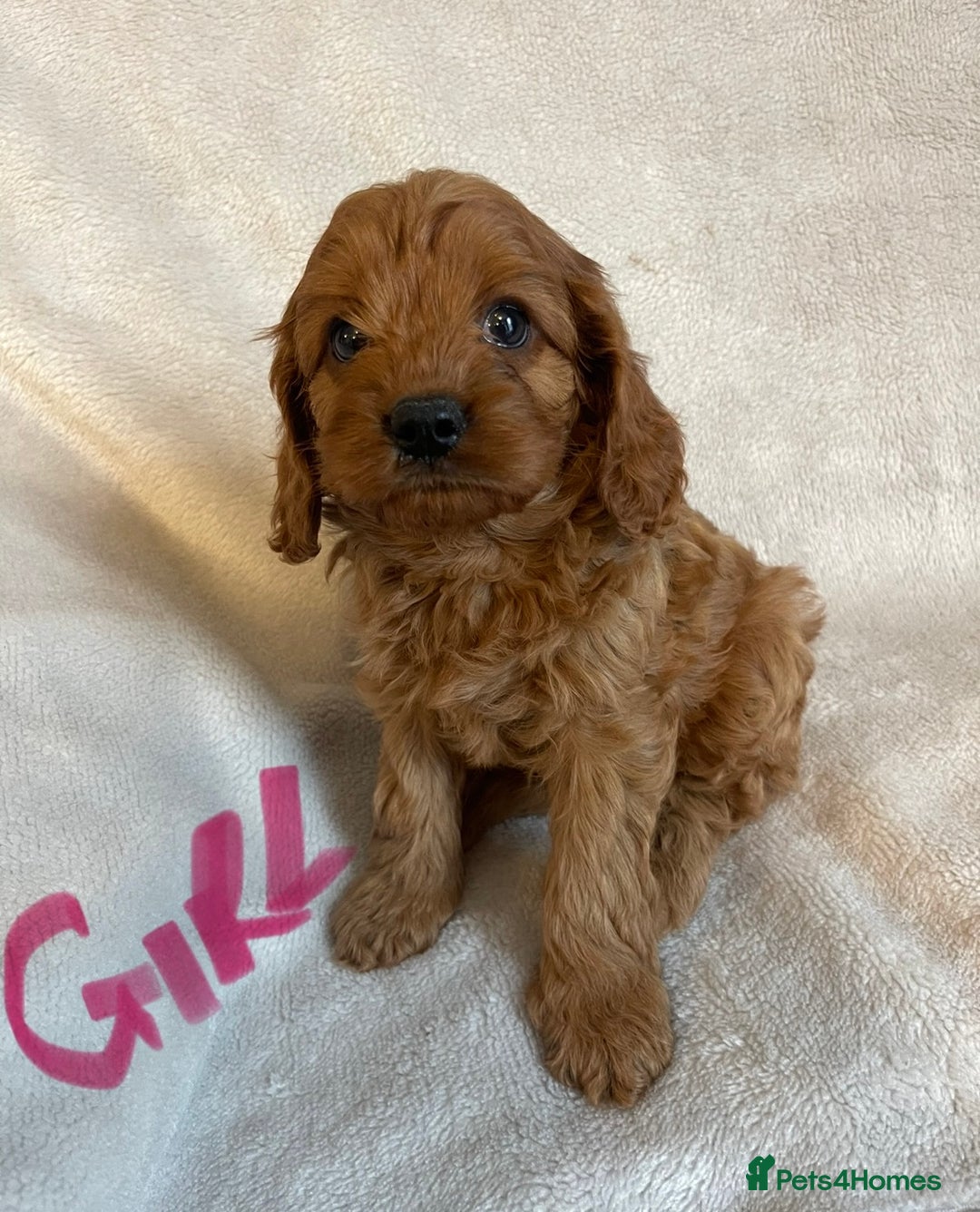 Cavapoo dogs for sale: Cavapoo pups - Image 3