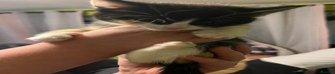 British Shorthair Kitten 6