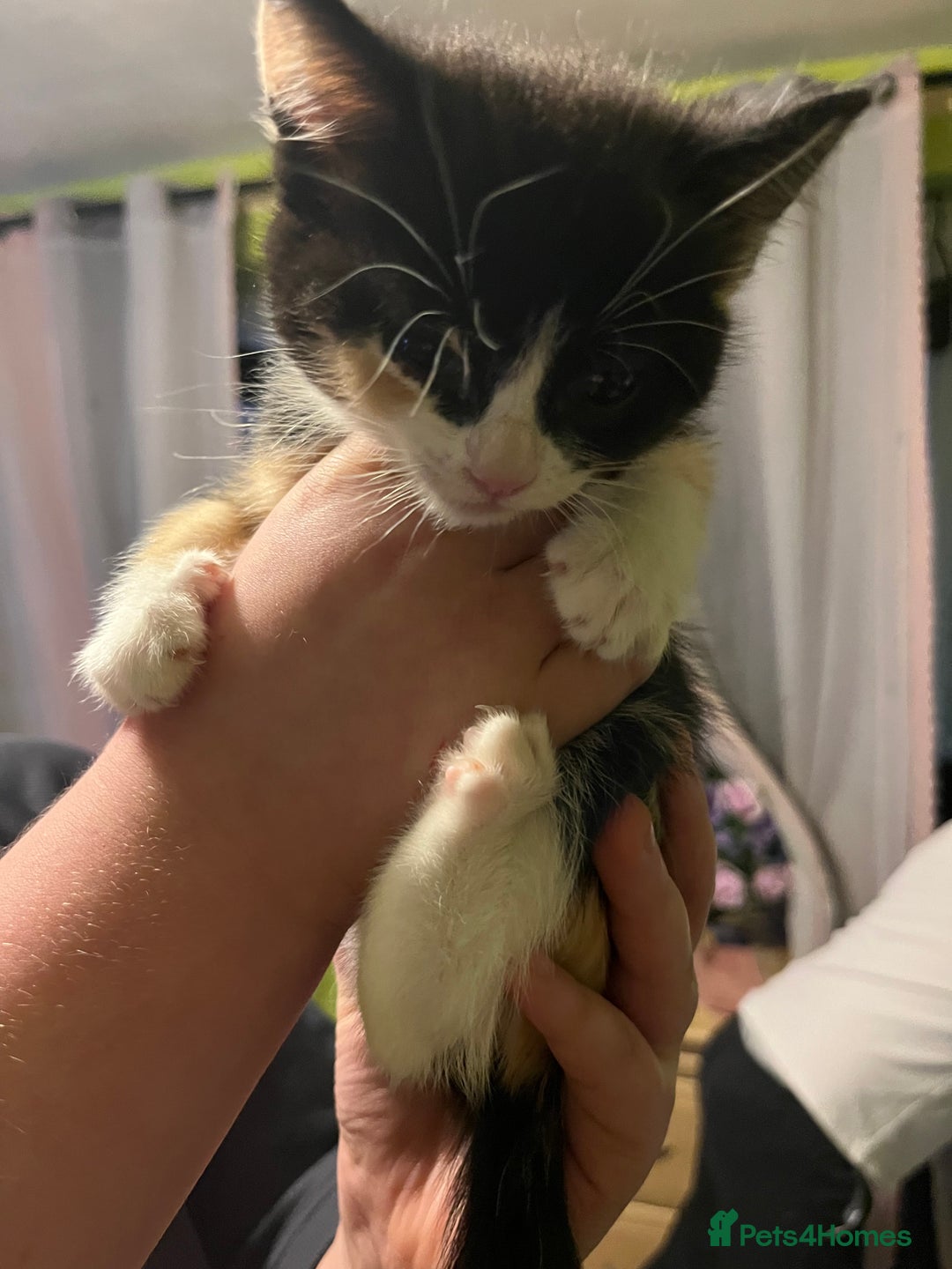 Domestic Shorthair cats for sale: British short hair kittens - Advert 7