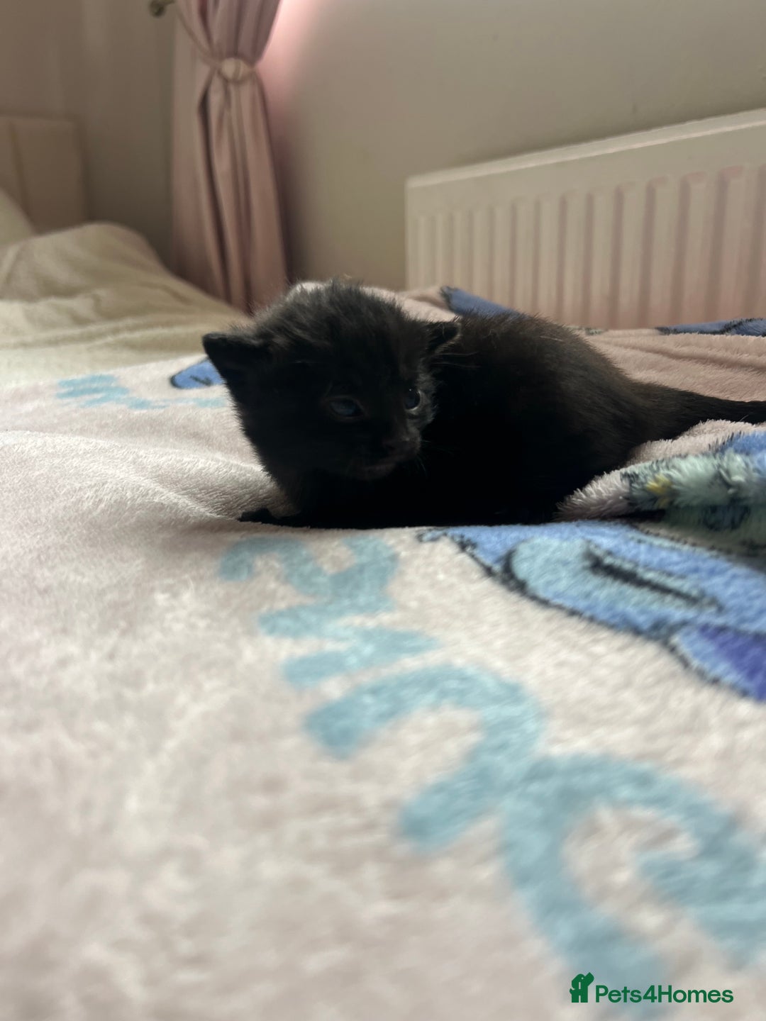 Mixed Breed cats for sale: Adorable fluffy kittens  - Image 5