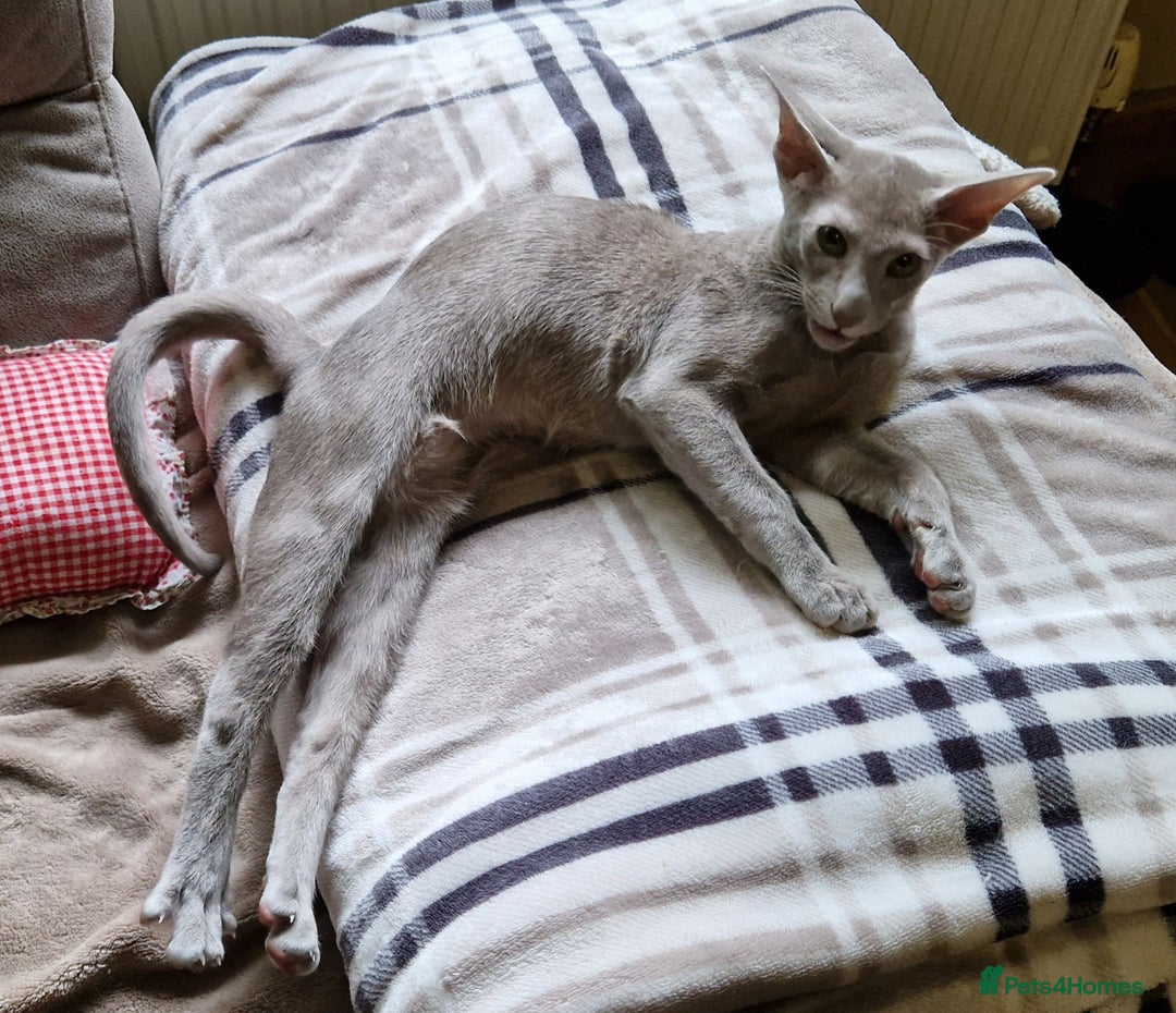 Oriental cats for sale: Oriental lilac Male kitten Gccf registered  - Image 4