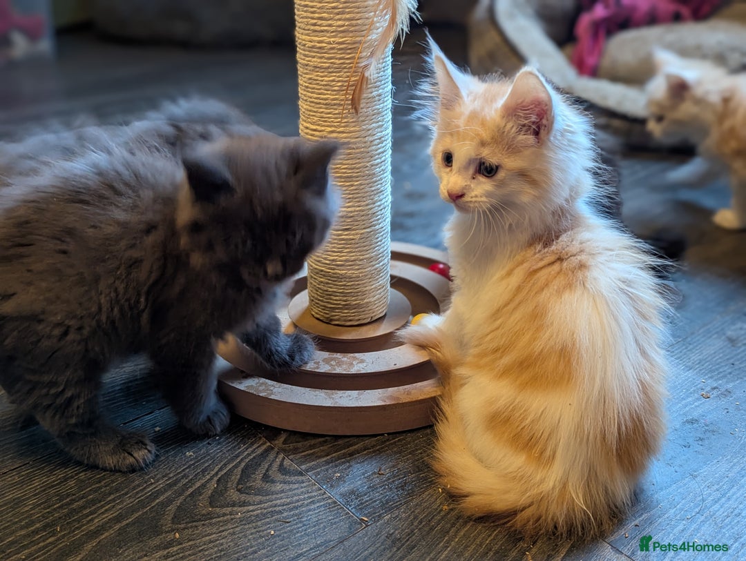 Maine Coon cats for sale: Maine Coon Kittens - Image 17