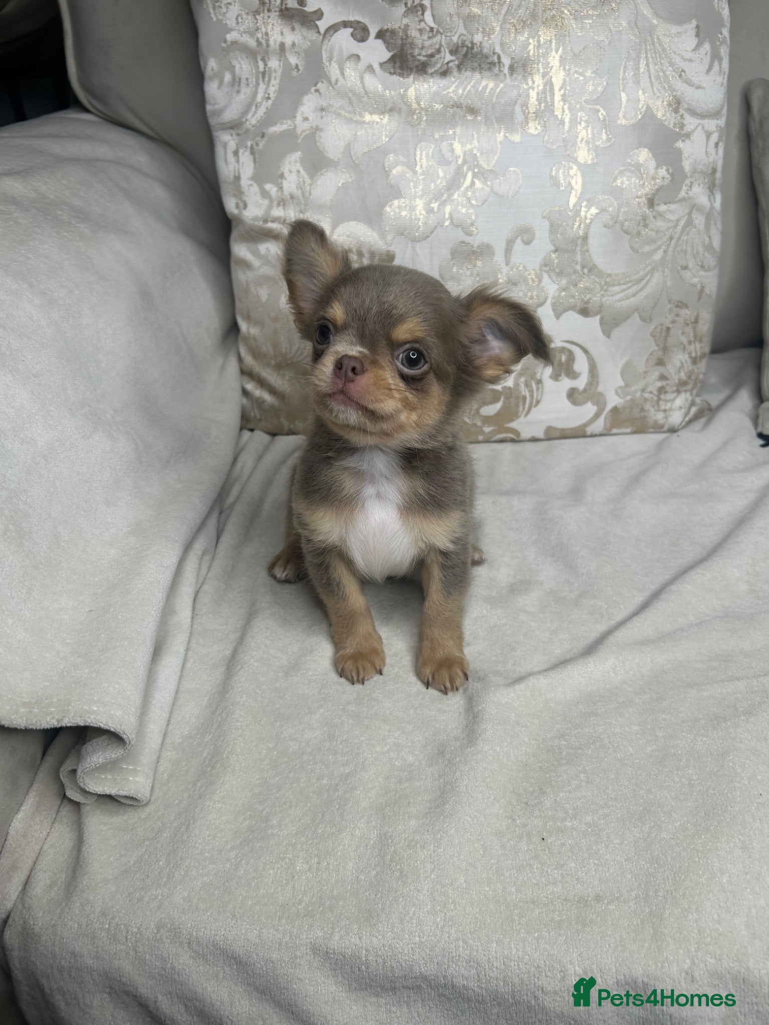 Chihuahua dogs Beautiful KC Lilac tri Chihuahua BOY  - Advert 1