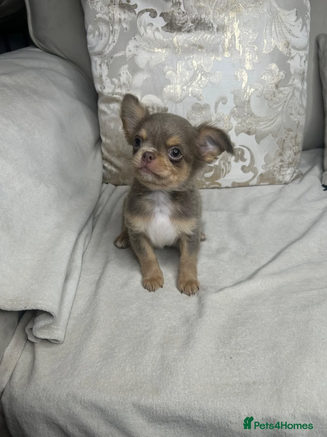Chihuahua dogs for sale: Beautiful KC Chihuahua boy READY NOW  - Advert 1