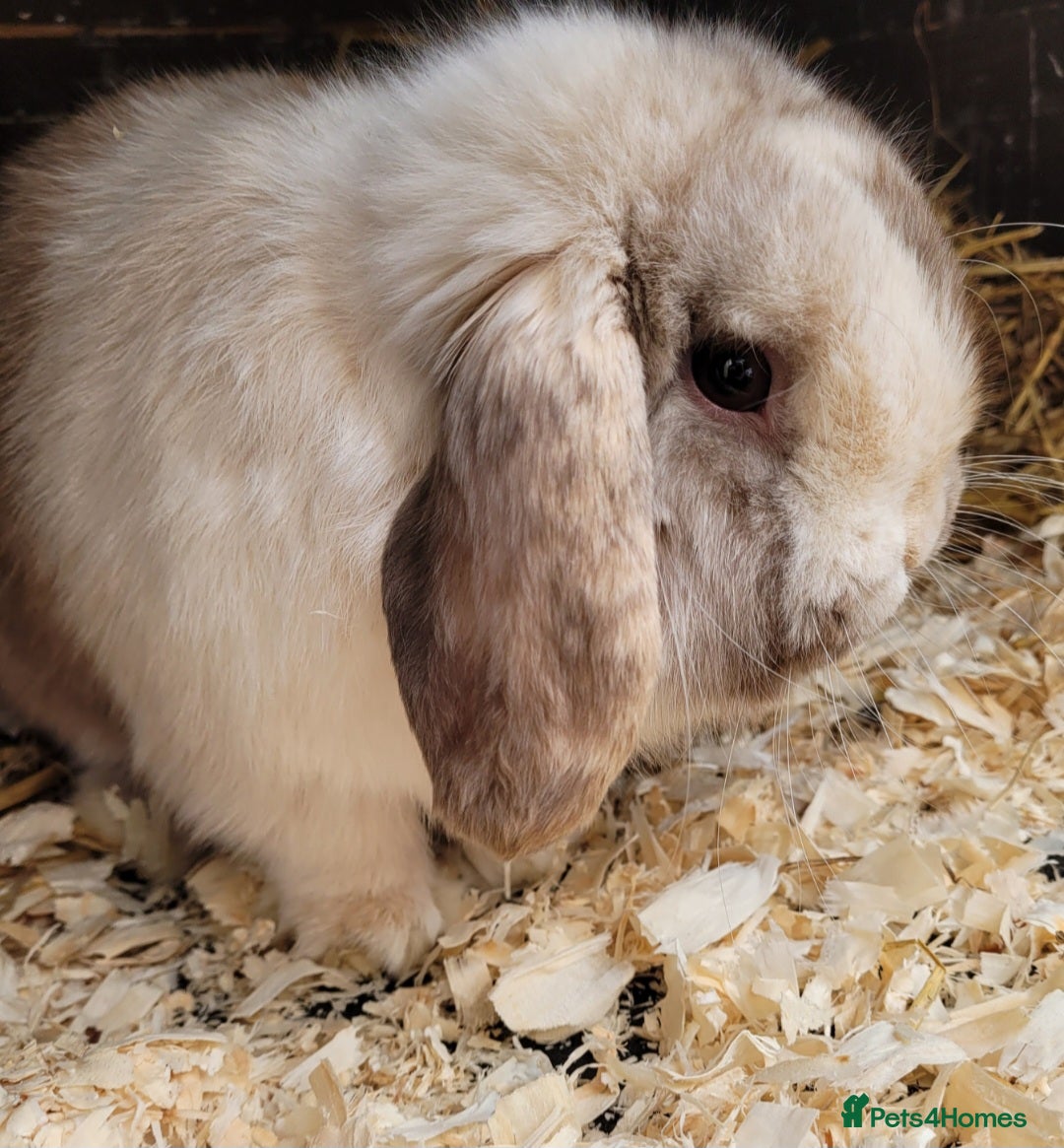Mini Lop rabbits Adult Chocolate harli buck mini lop available.   - Advert 13