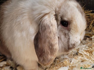 Mini Lop rabbits Adult Chocolate harli buck mini lop available. - Advert 11