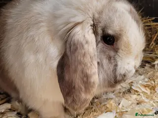 Mini Lop rabbits Beautiful mini lop bunnies & Adult available - Advert 5