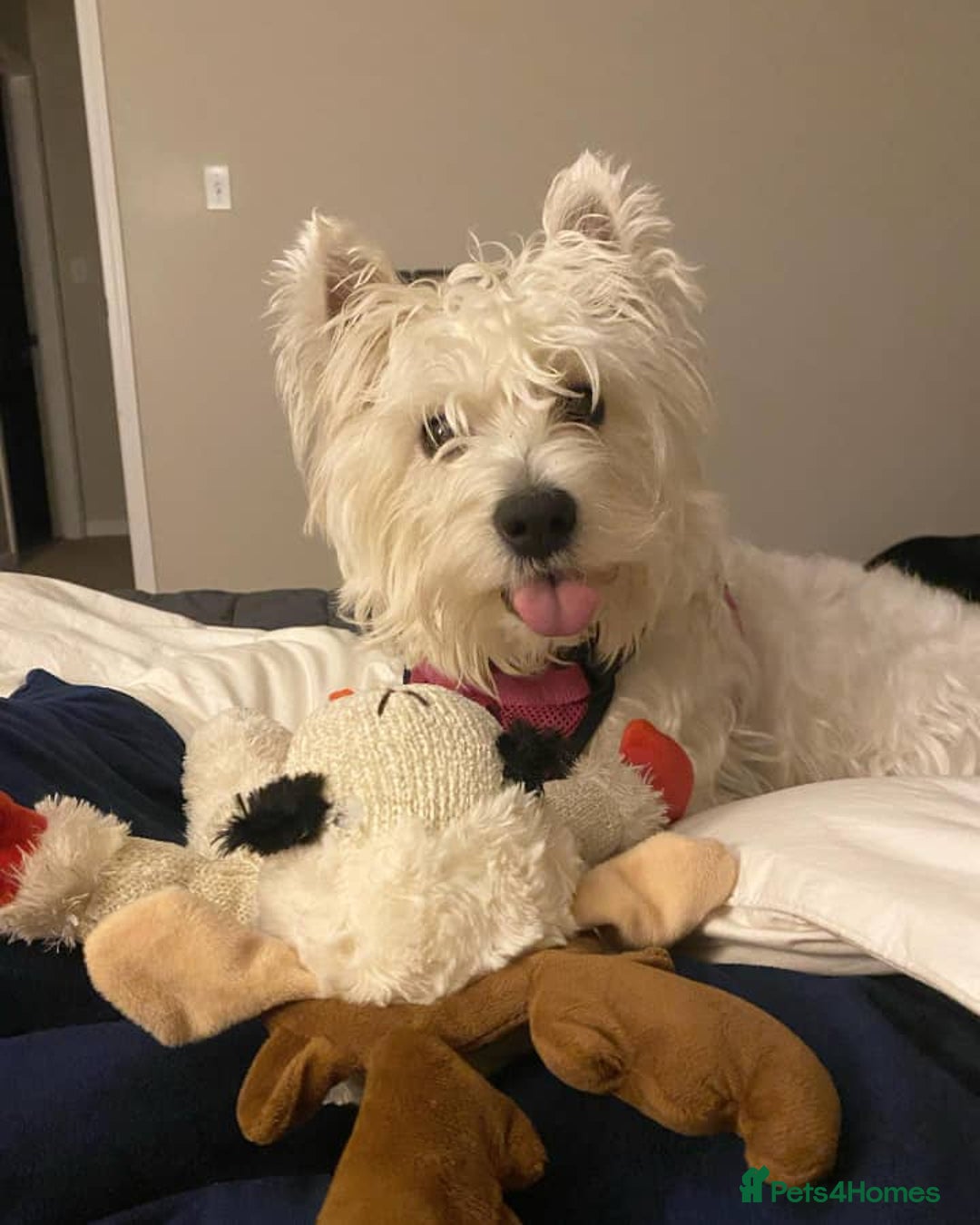 West Highland Terrier dogs for sale: Adorable West Highland Terrier - Advert 4