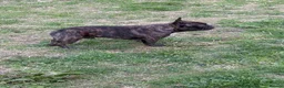 French Bulldog dogs for stud: Standard red brindle stud  - Advert 3