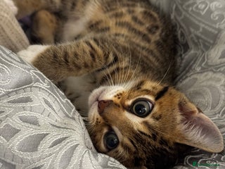 Bengal cats 100% Bengal Male (10 Weeks) - Advert 1