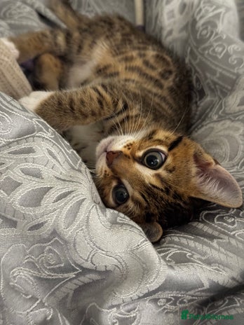 Bengal cats Purebred Bengal Male (10 Weeks) - Advert 1