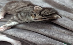 Ojos Azules cats for sale: beautiful Male Kitten - Image 3