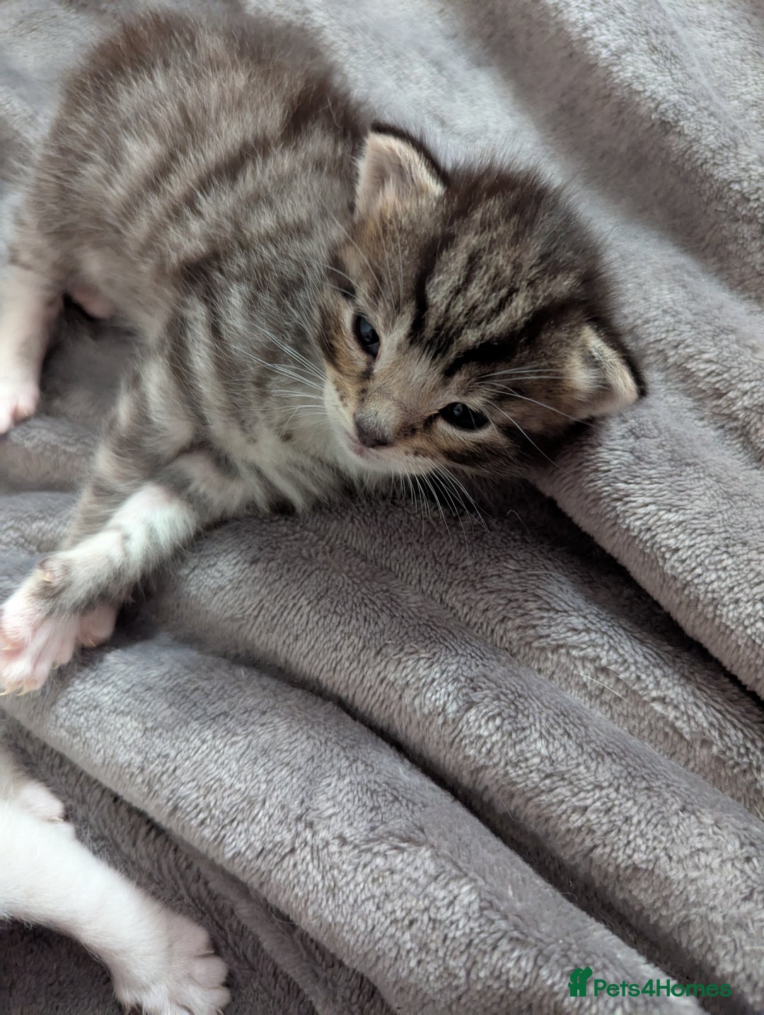 Ojos Azules cats for sale: beautiful Male Kitten - Image 3