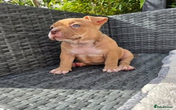 American Bully dogs for sale: 3 Stunning Pocket American bully  - Image 9