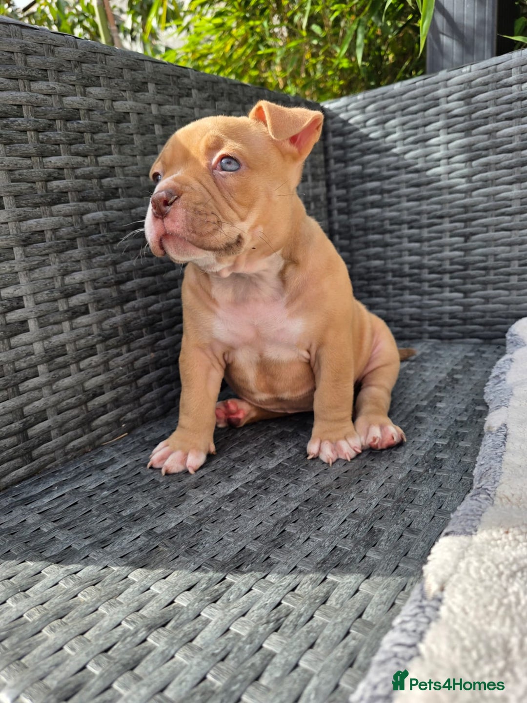 American Bully dogs for sale: 3 Stunning Pocket American bully  - Image 9