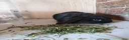 Mini Lop rabbits for sale: PURE BRED MINI LOP - Advert 4