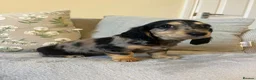Miniature Dachshund dogs for sale: Beautiful Miniature Dachshund Puppies in Birmingham - Advert 4