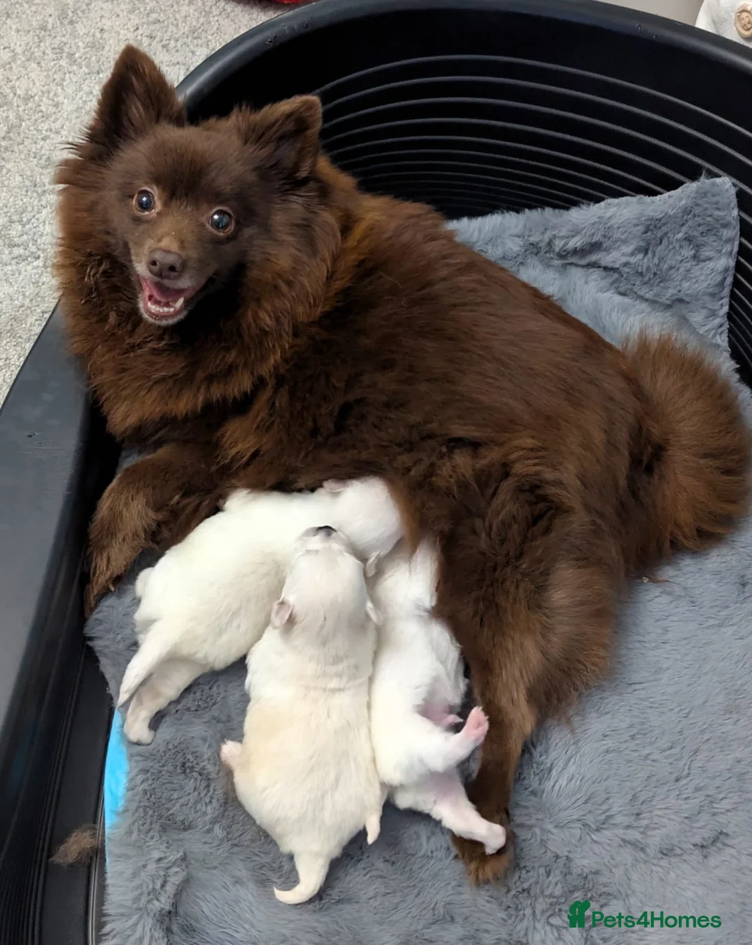 Pomchi dogs for sale: Pomchi puppy's  - Advert 5