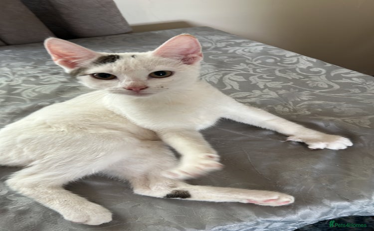 Mixed Breed cats - Advert 3