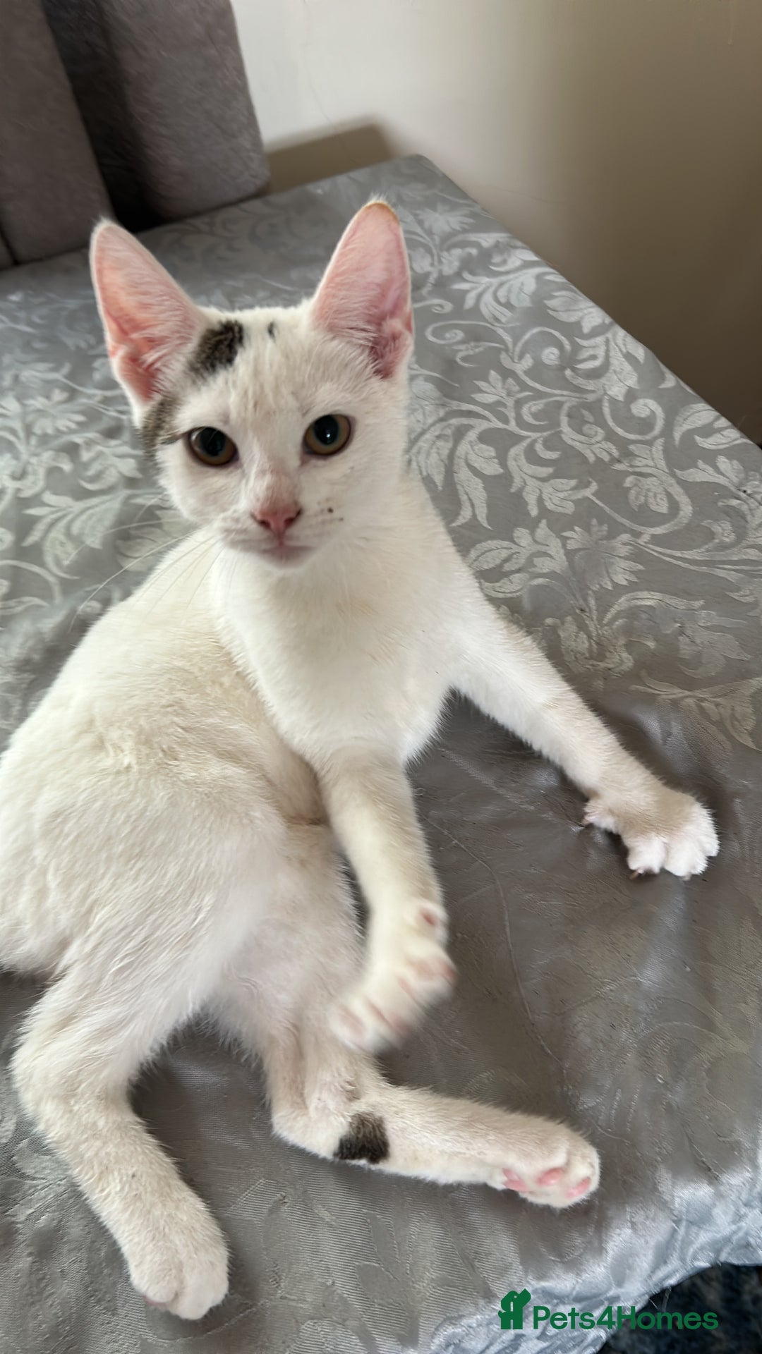 Mixed Breed cats for sale: Beautiful  - Image 1