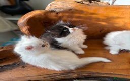 Persian cats for sale: BeautifulPersian Kittens - Image 3