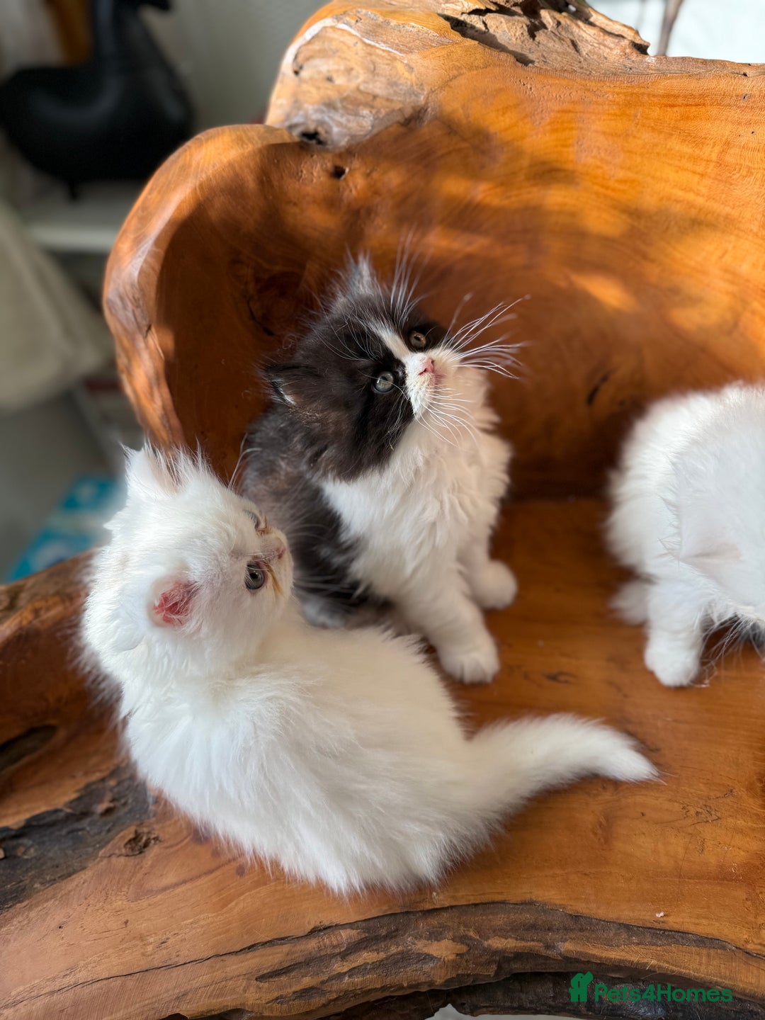 Persian cats for sale: BeautifulPersian Kittens - Image 3