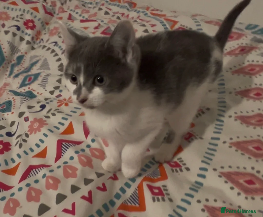 Mixed Breed cats for sale: 3  Boys one girl ready for a new home :) - Advert 38