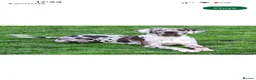 Great Dane dogs for sale: Chunky Great Dane puppies  - Advert 11