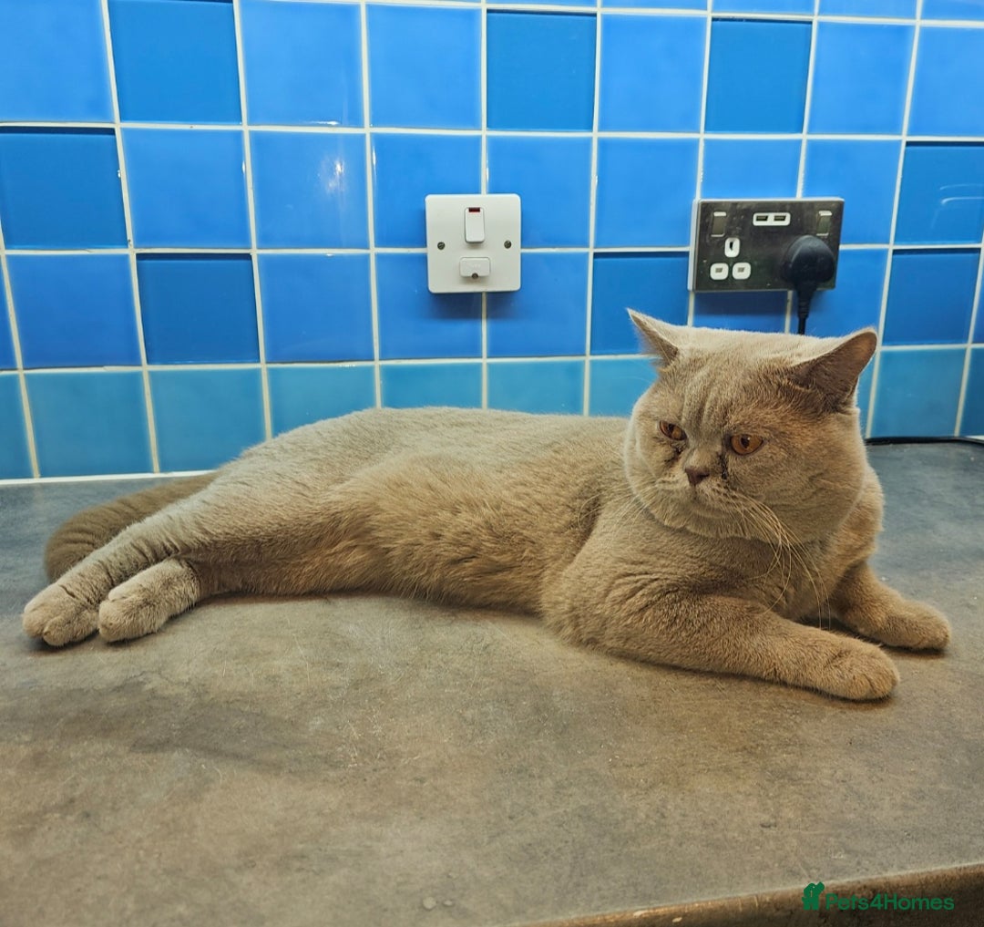 British Shorthair cats for stud: Lilac Stud GCCF Active - Image 9