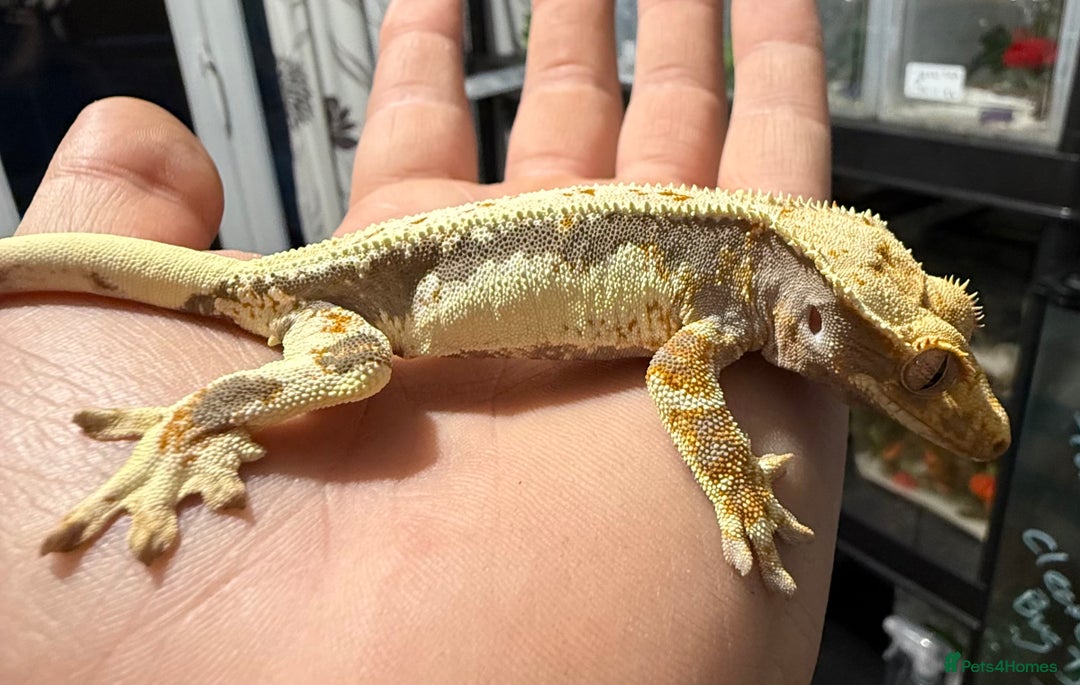 Gecko reptiles for sale: Lilywhite Crested Geckos  - Image 9