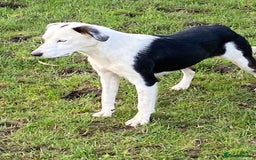 Bordoodle dogs for sale: Adorable & Confident Collie x poodle pups - Image 26