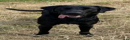 Labrador Retriever dogs for sale: Kc lab pups  - Advert 4