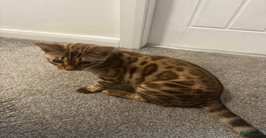 Bengal cats in Bradford - Advert 3