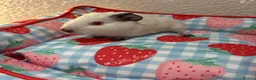 Guinea Pig rodents for sale: 2 male baby guinea pigs 6 weeks  - Advert 4