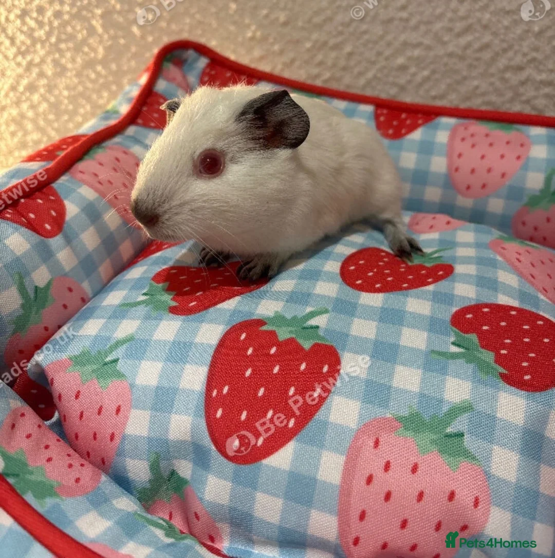Guinea Pig rodents for sale: 2 male baby guinea pigs 6 weeks  - Advert 4