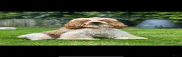 Cocker Spaniel dogs for sale: ⭐️ health tested Show cockers ⭐️ - Advert 6