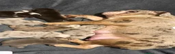 English Bulldog dogs for stud: Chocolate and tan bulldog for stud  - Advert 6