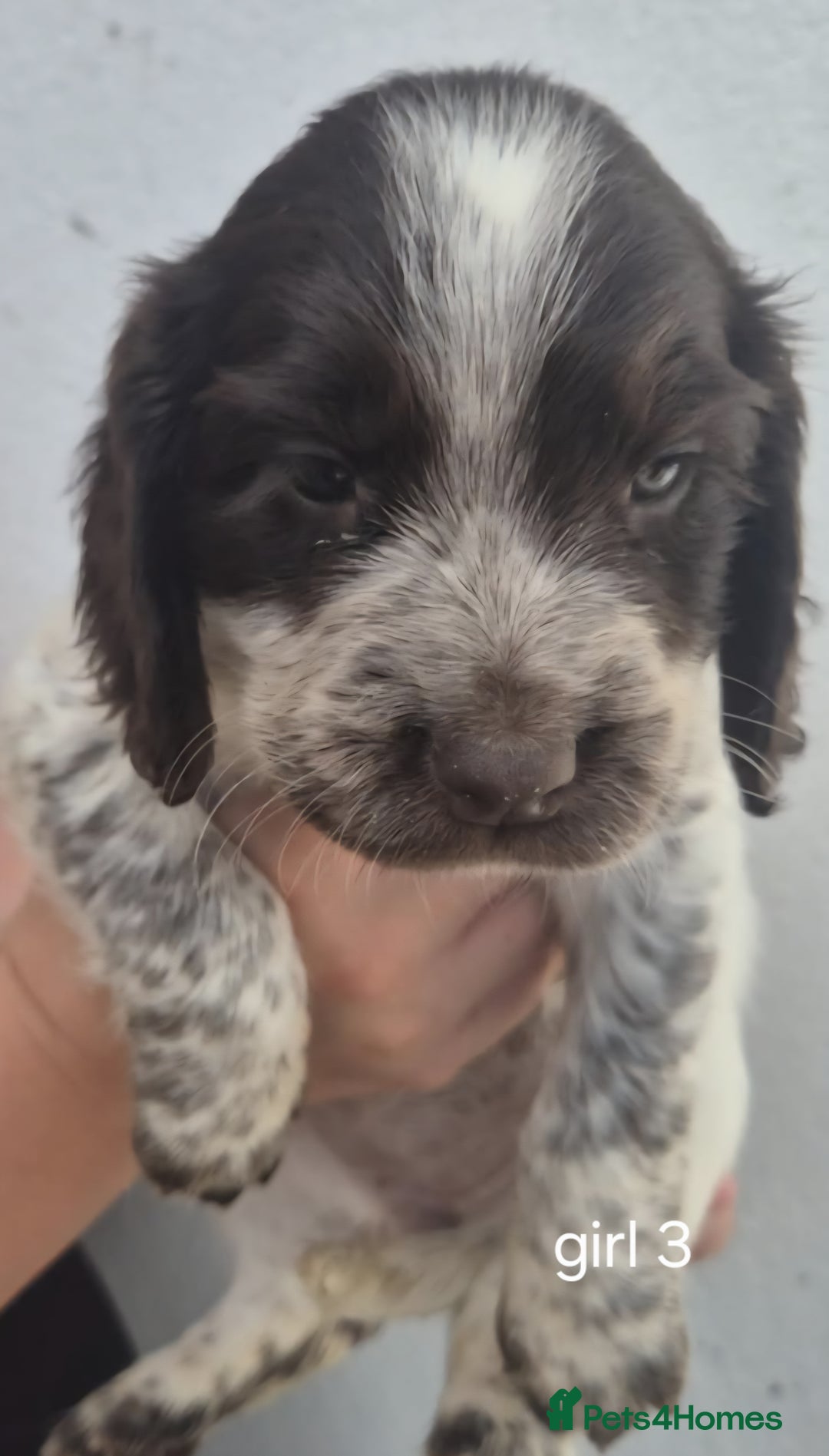 Sprocker dogs for sale: ONLY 1 LEFT Beautiful sprocker spaniel puppies - Image 5