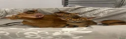 Abyssinian cats for sale: Adorable Abyssinian kittens - Advert 3