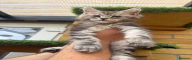 No collar kitten