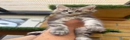Maine Coon cats for sale: Black smoke Maine coon kittens champion blood line - Advert 9