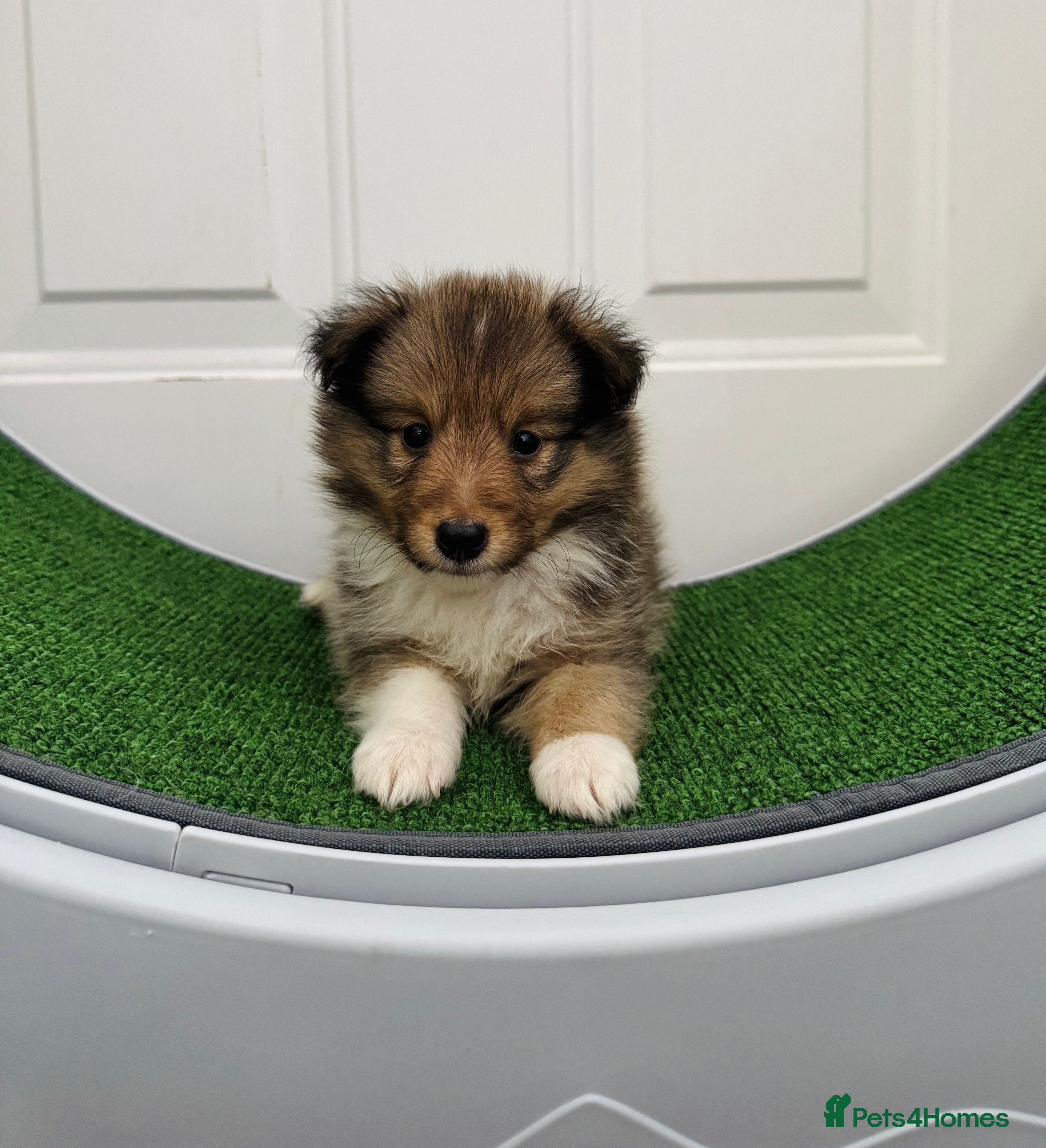 Shetland Sheepdog dogs Shetland Sheepdog Puppies  - Advert 2