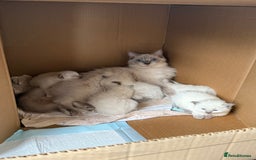 Ragdoll cats for sale: Adorable Pedigree Ragdoll Kittens Available 🐾 - Image 27