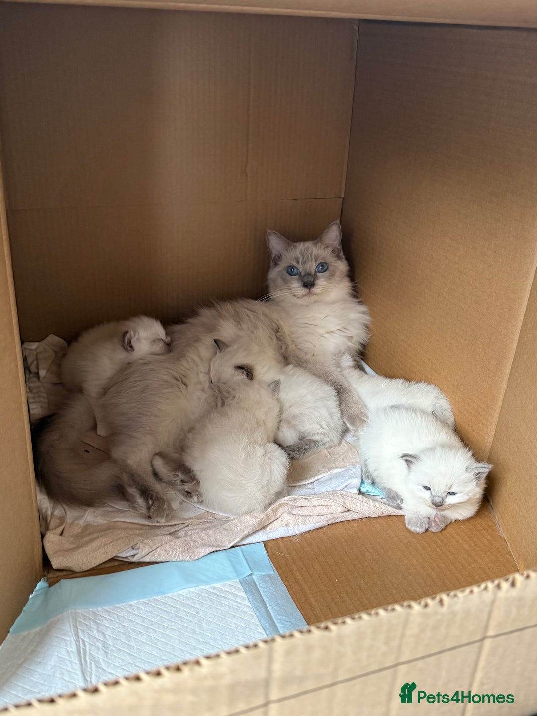 Ragdoll cats for sale: Adorable Pedigree Ragdoll Kittens Available 🐾 - Image 27