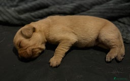 Labrador Retriever dogs for sale: 5 male labradors - Advert 6