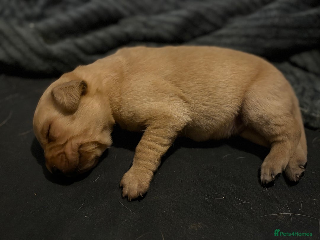 Labrador Retriever dogs for sale: 5 male labradors - Advert 6