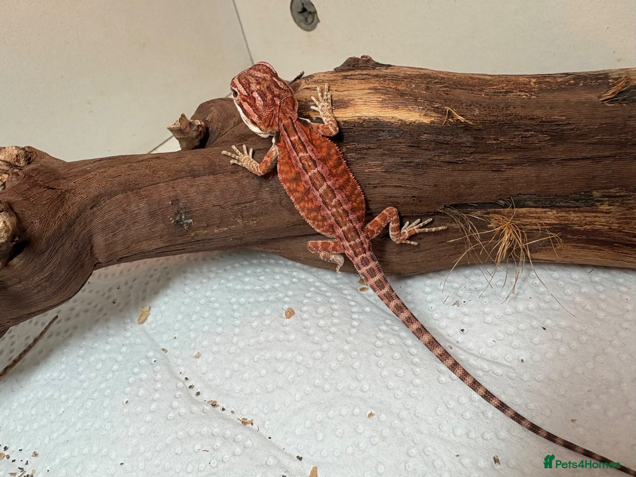 Bearded Dragon reptiles 🦎 beautiful G stripped dragons 🐉  - Advert 2
