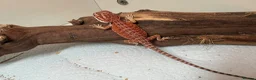 Bearded Dragon reptiles for sale: 🦎 beautiful G stripped dragons 🐉  - Advert 2