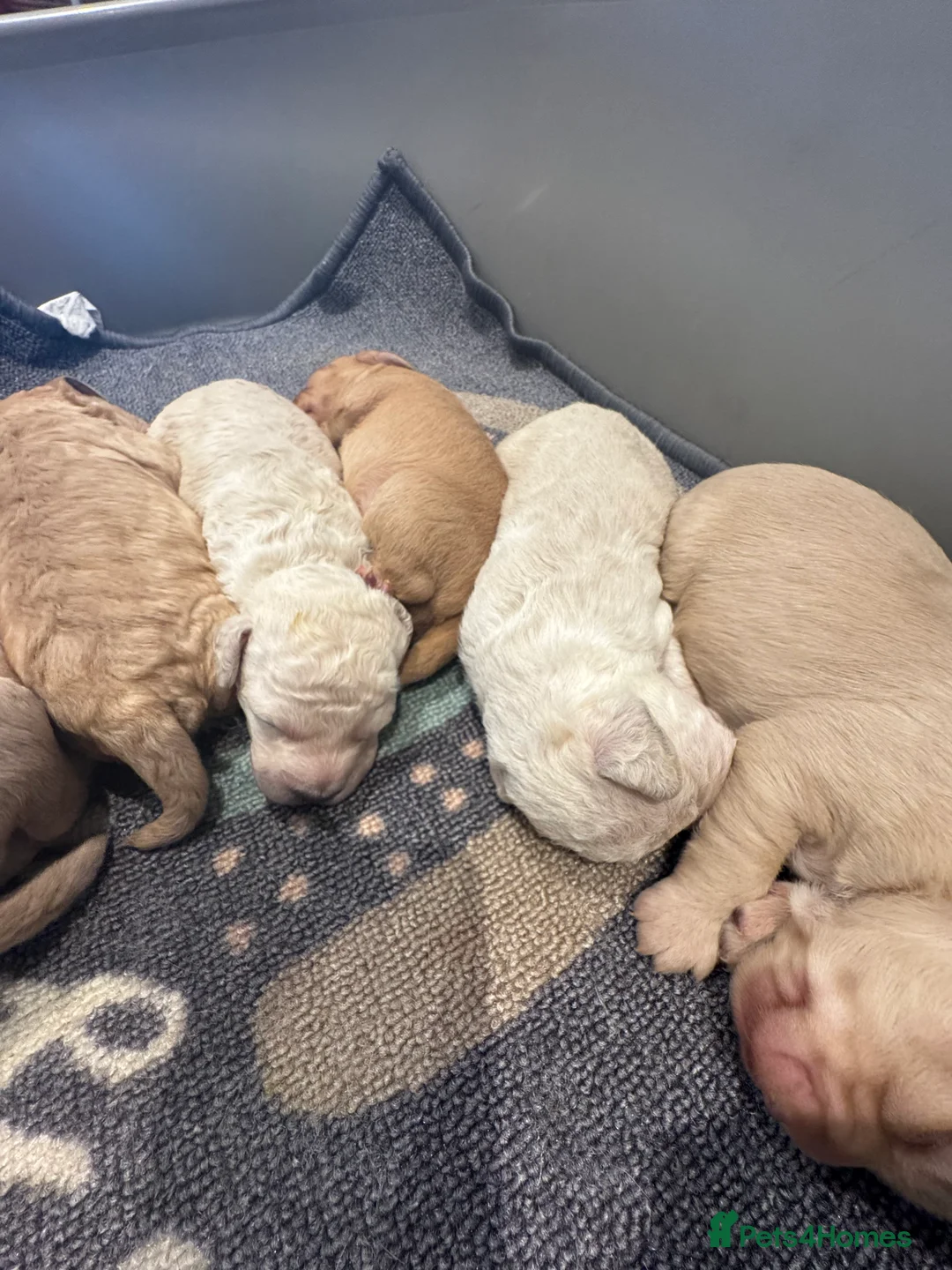 Cockapoo dogs for sale: Beautiful healthy cockapoo - Advert 3